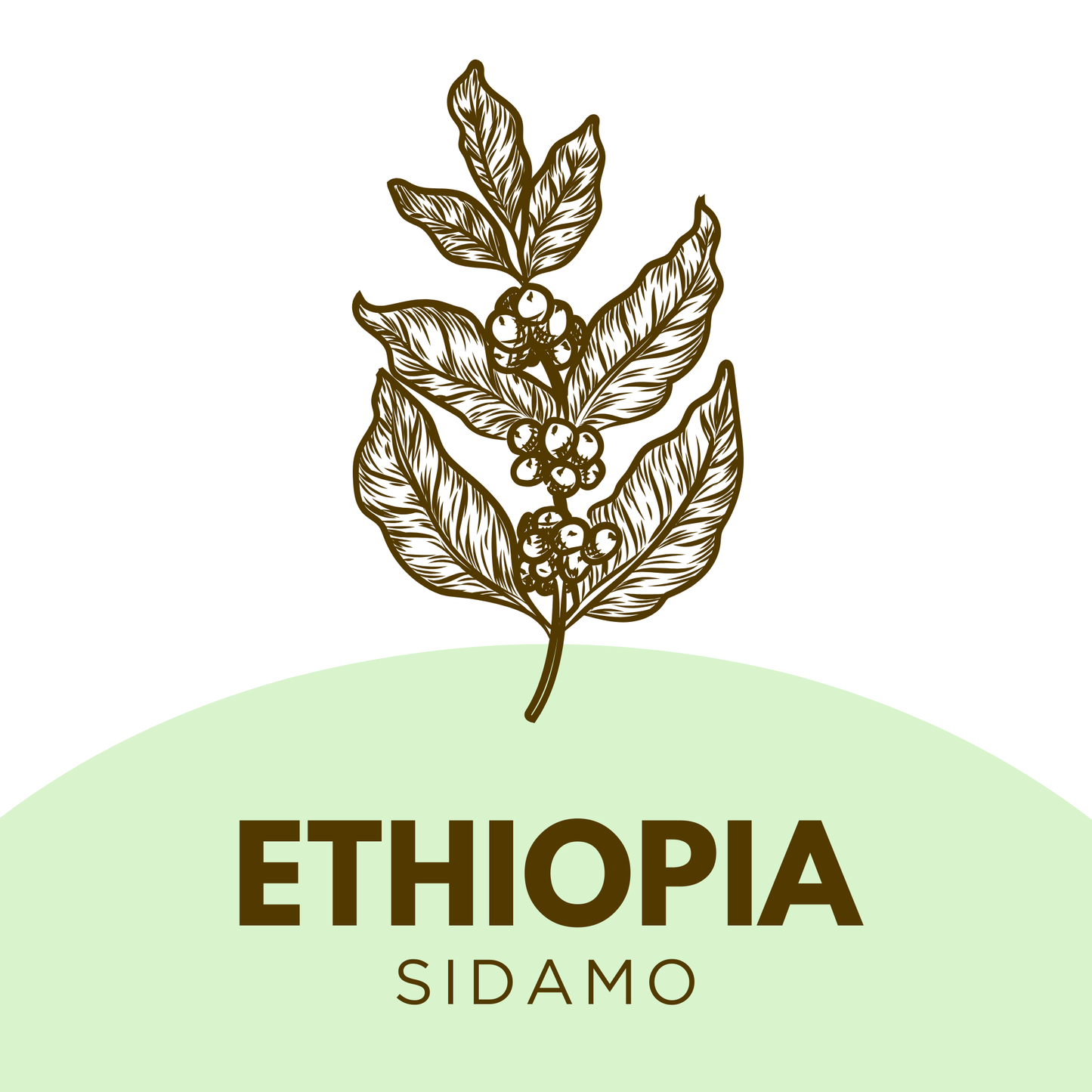 Ethiopia Sidamo